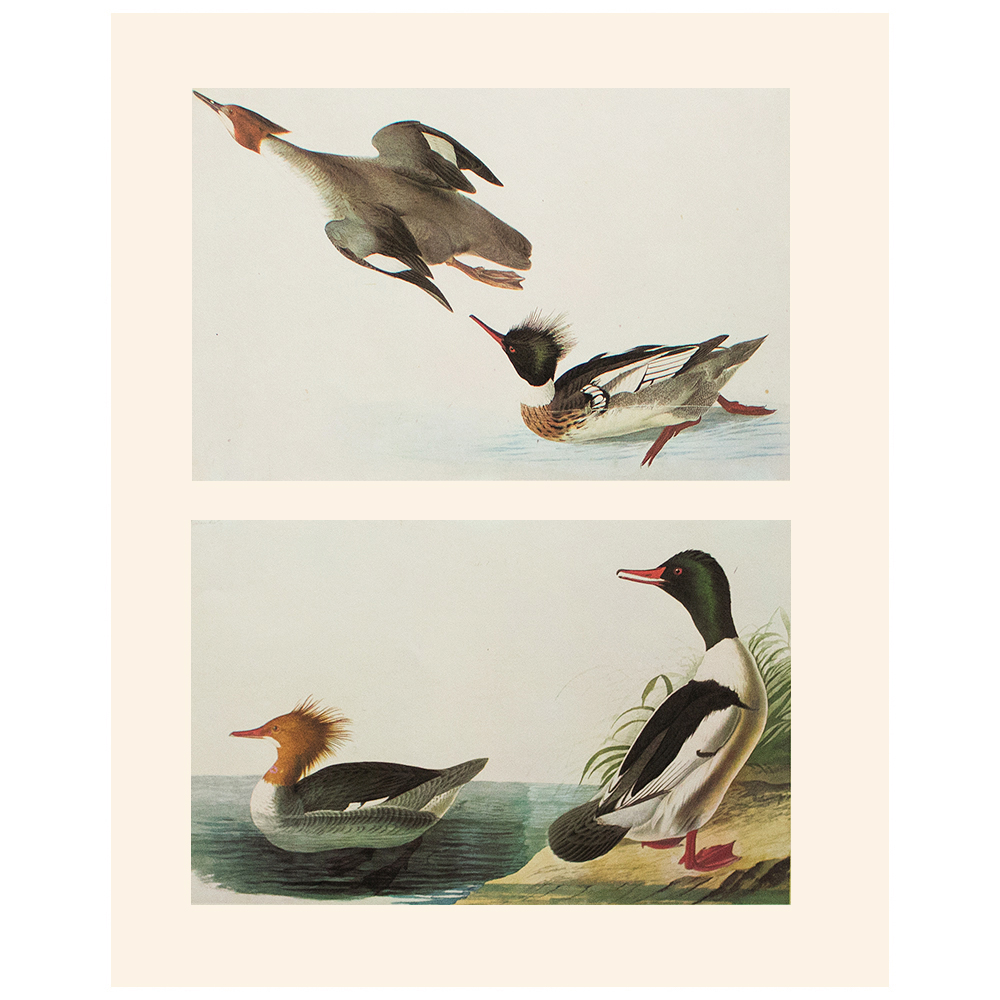 Merganser and Goosander by Audubon, 1966~P77589837