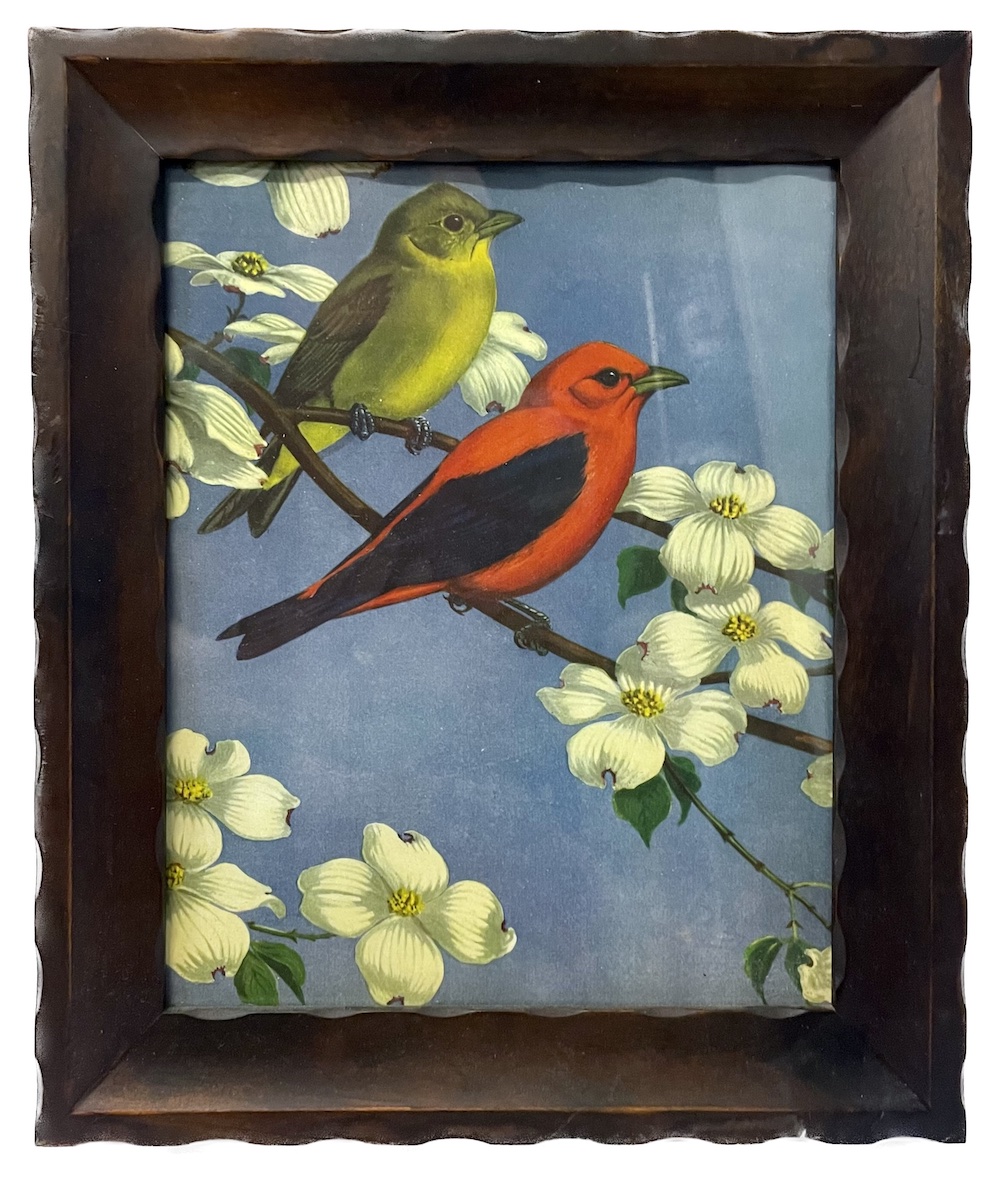 Vintage Framed Wild Bird Print~P77672004