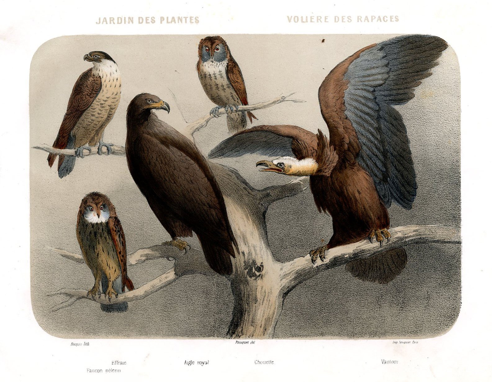 Birds at a Paris Zoo, 1850s Lithograph~P77613314