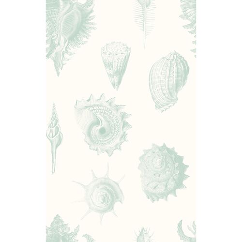 Yuki Osada, Shell Fossils Wallpaper