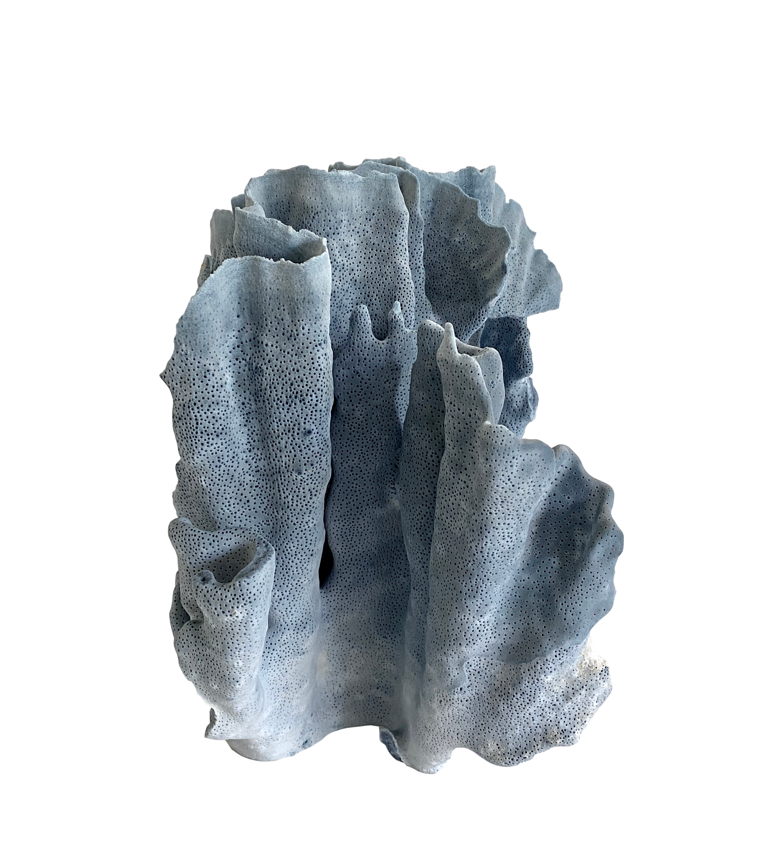 Natural Blue Coral Specimen~P77672559