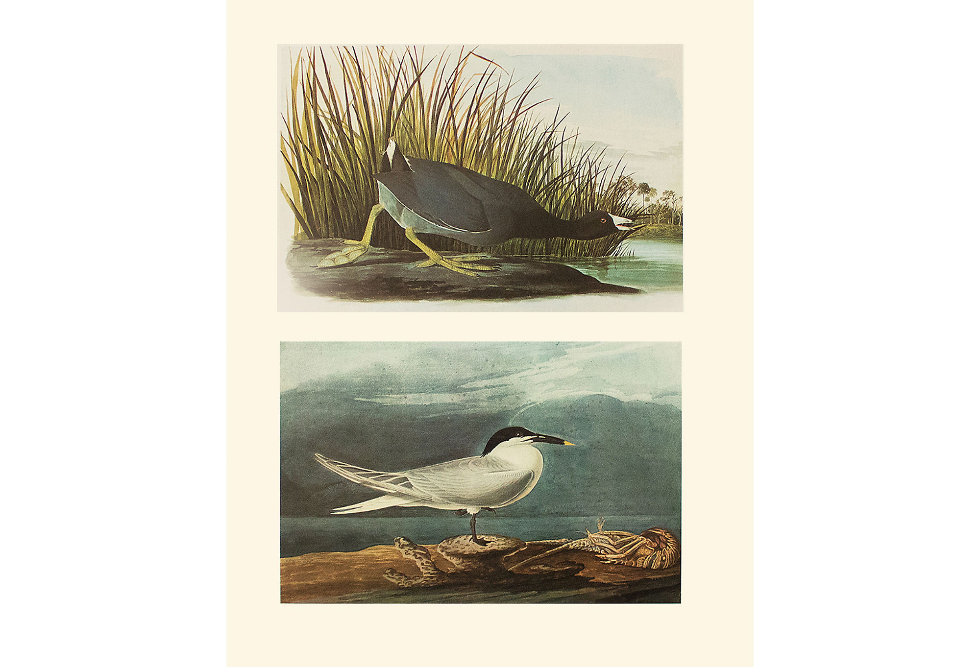 American Coot & Sandwich Tern by Audubon~P77575115
