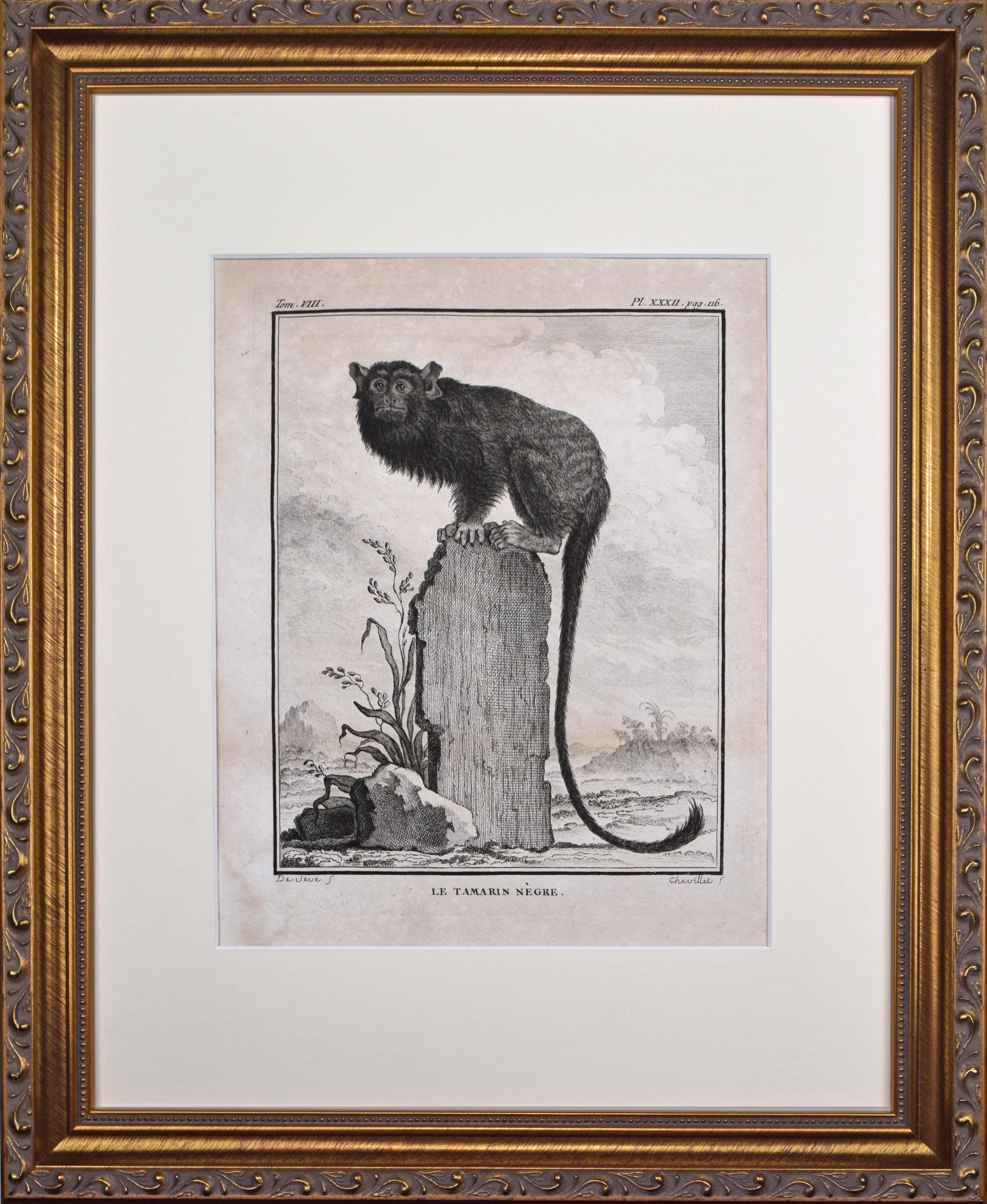 18th Century French Monkey Engraving~P77666044