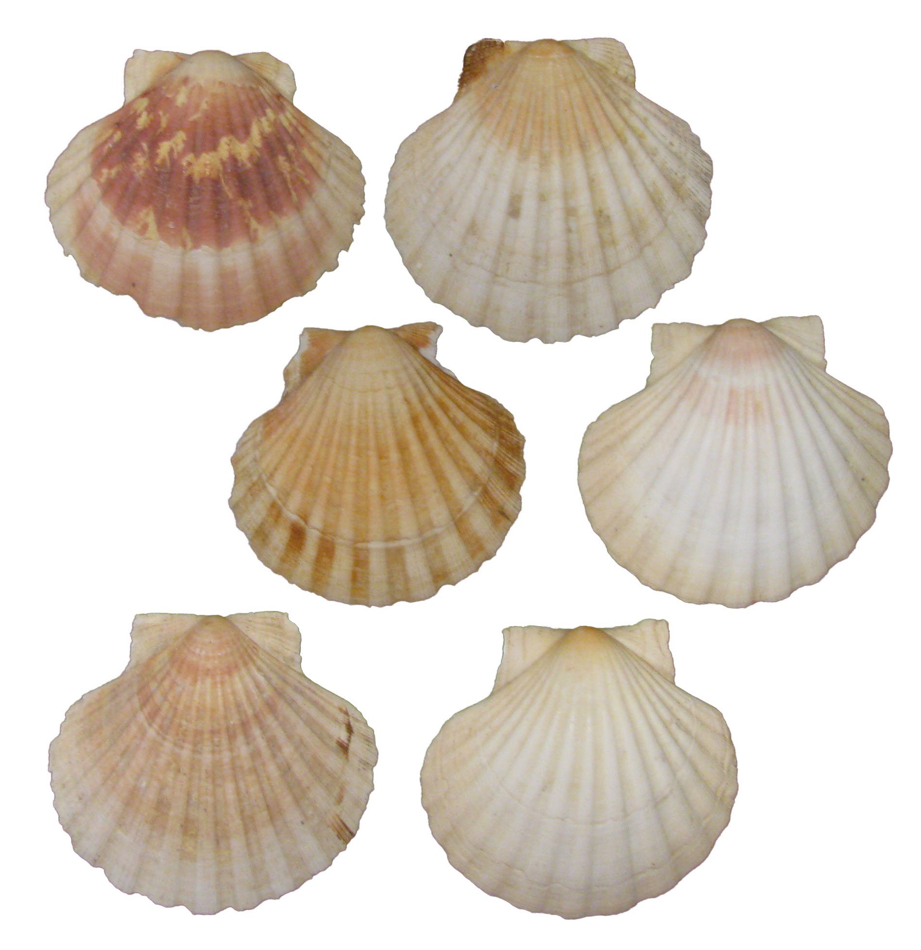 Mediterranean Scallop Shells, S/6~P77477480