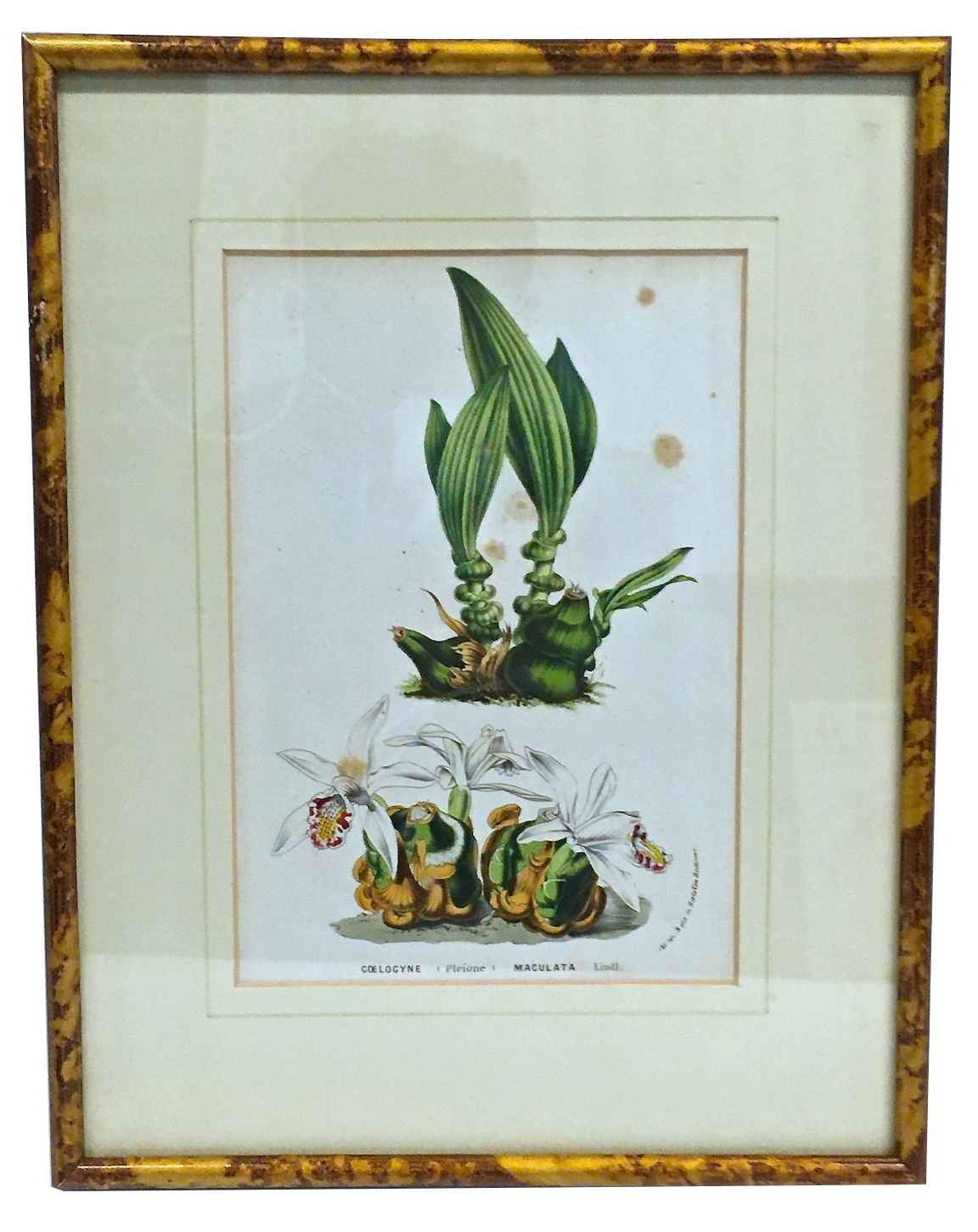 Antique Orchid Botanical Engraving~P77662569