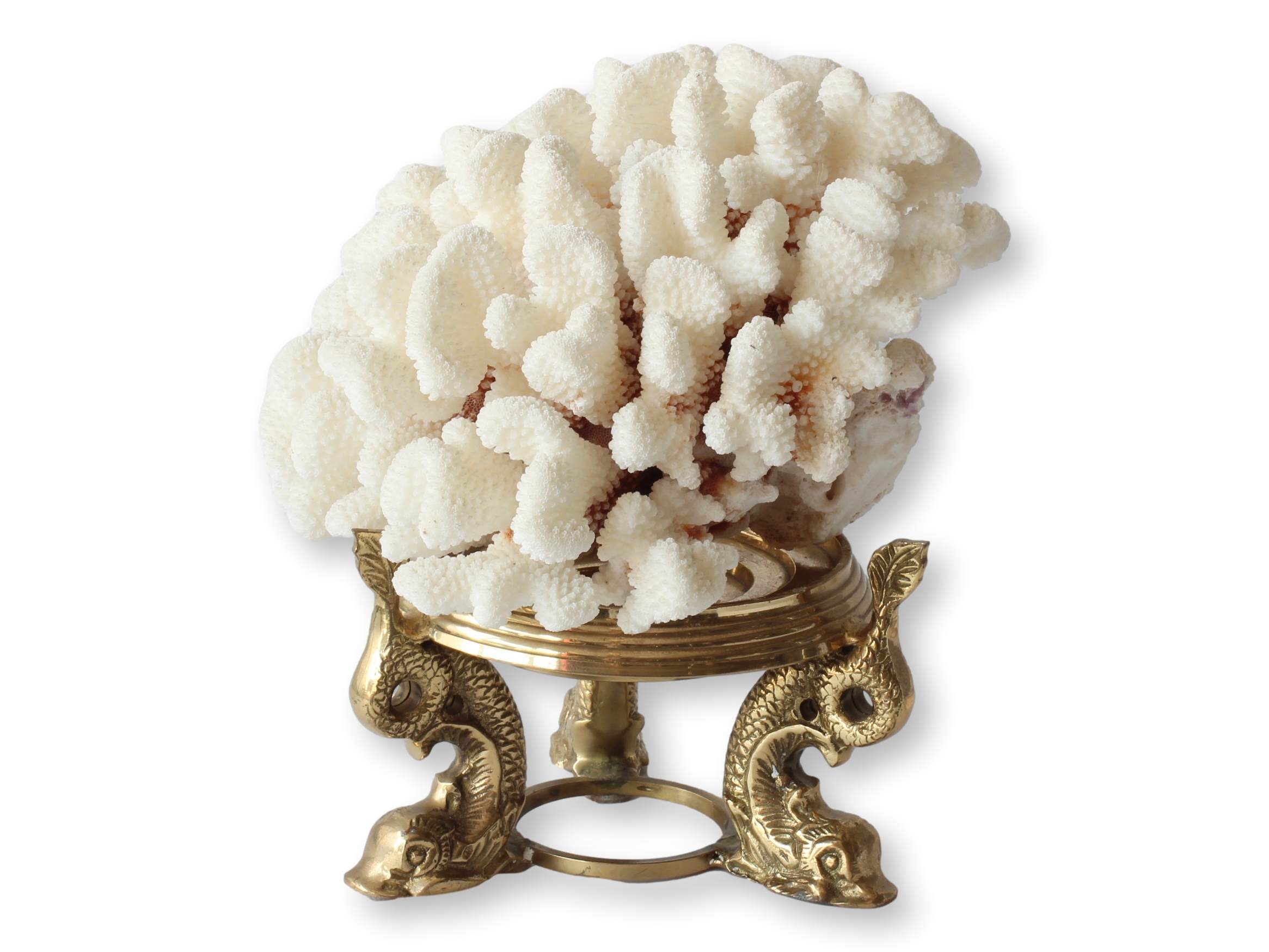 Large Coral on Heavy Brass Dolphin Base~P77702665