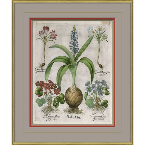 Besler Botanicals, Basilius Besler, circa 1600