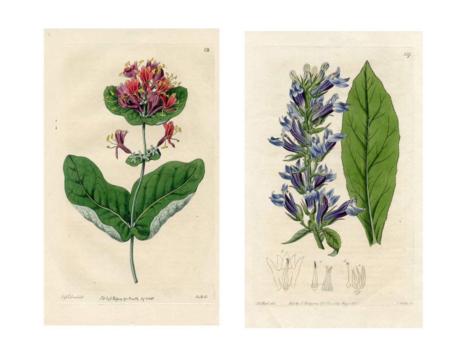 19th-C. North American Wildflowers, Pair~P77637176