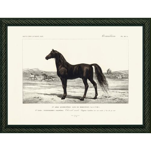 Horse, 1849~P76496864