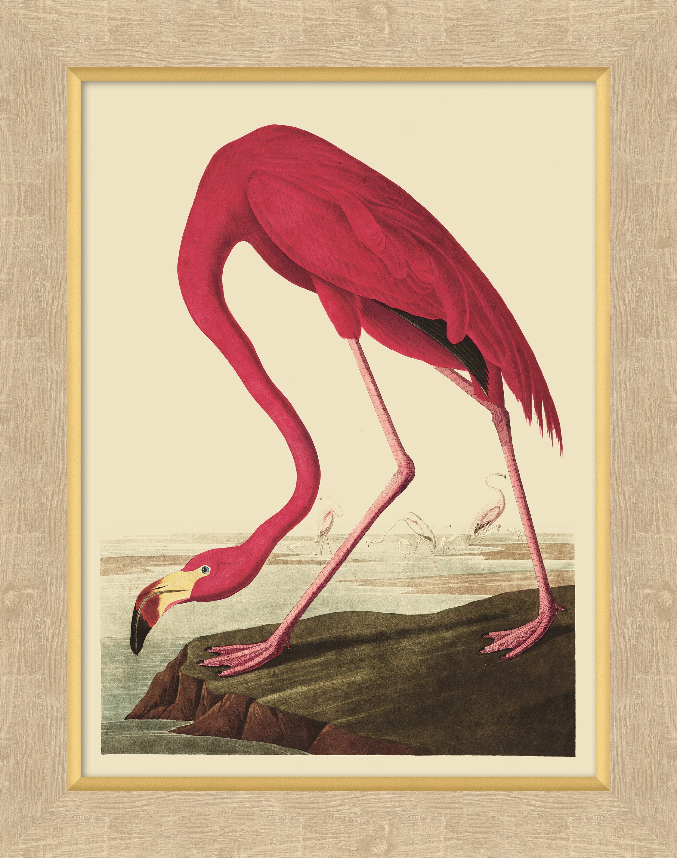 Audubon Flamingo | One Kings Lane