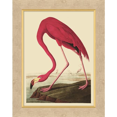 Audubon Flamingo~P77603065