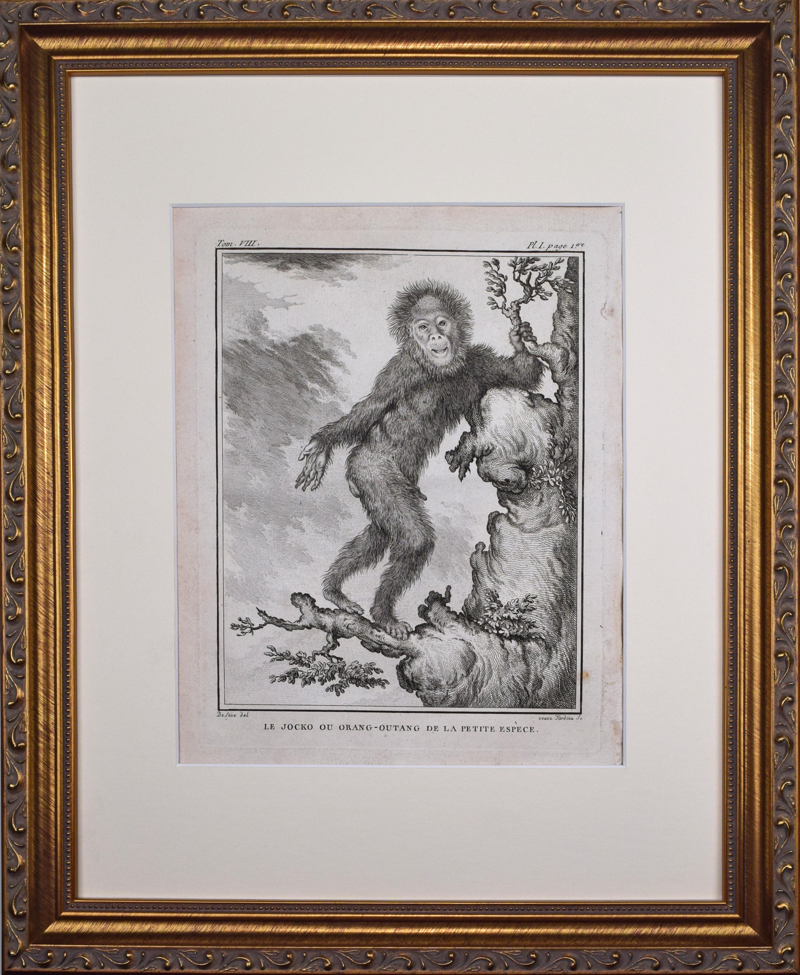 18th Century French Monkey Engraving~P77666050