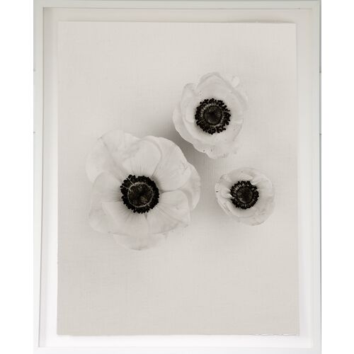 Dawn Wolfe, Anemones on Linen