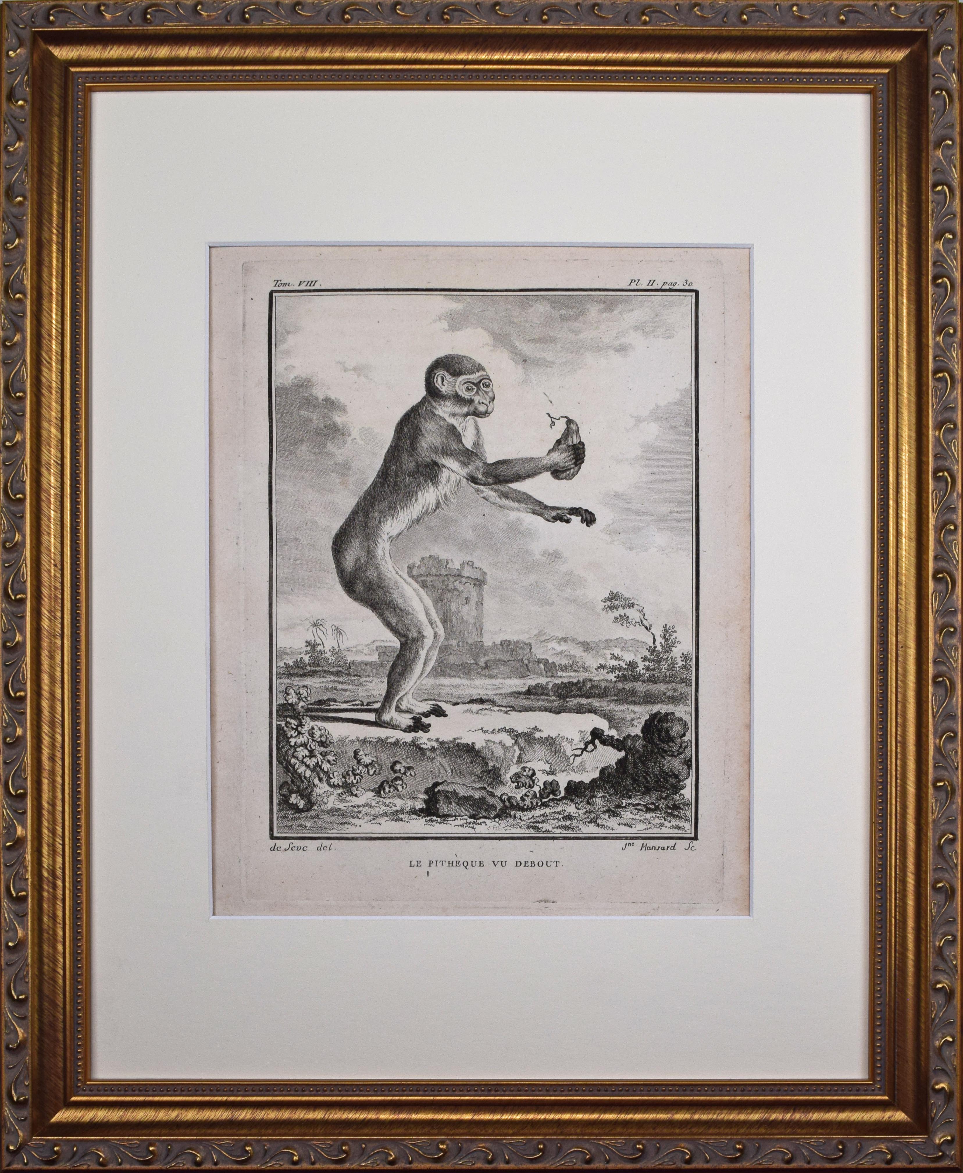 18th Century French Monkey Engraving~P77666051