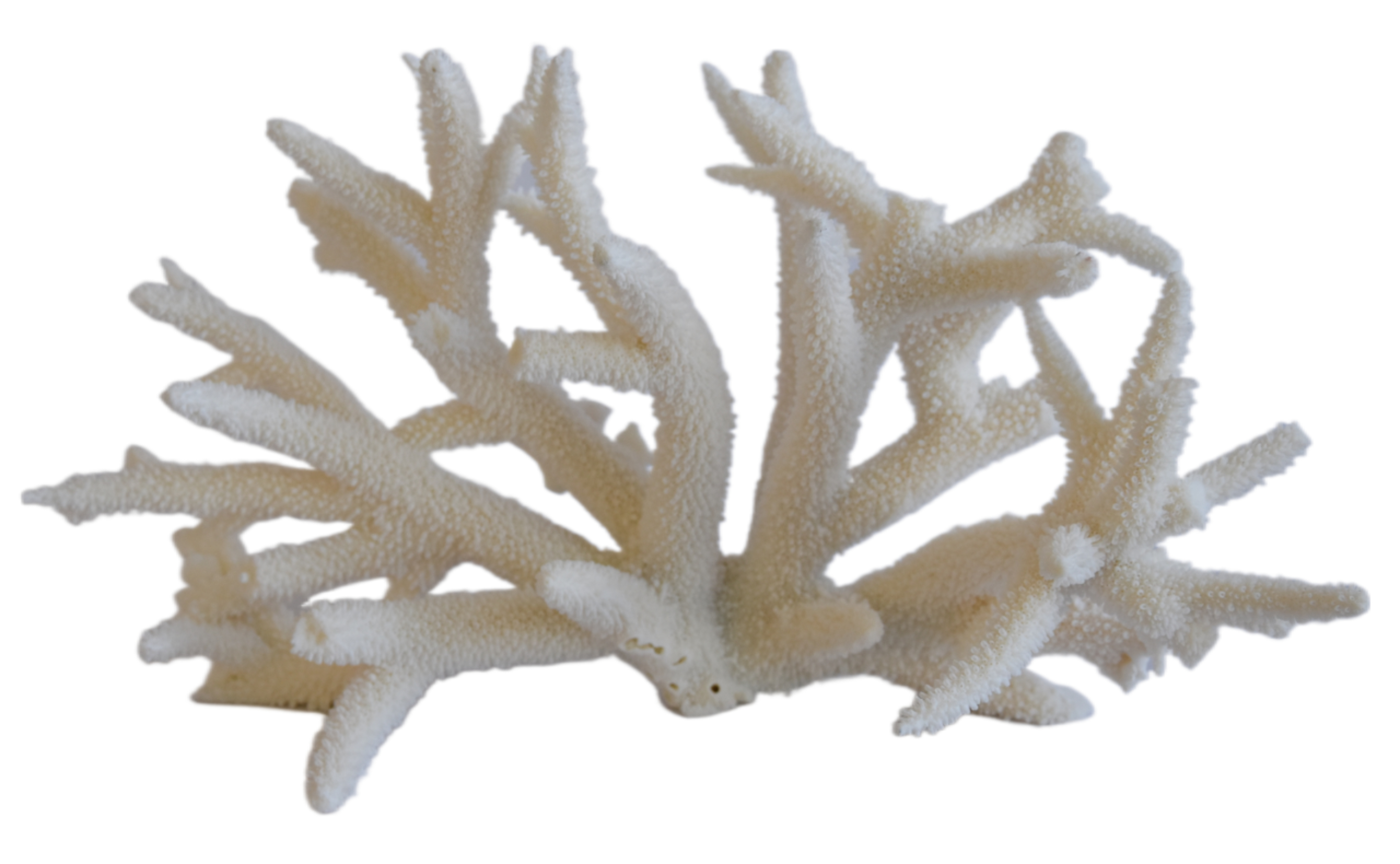 Nautical Natural Ocean Coral Specimen~P77659980