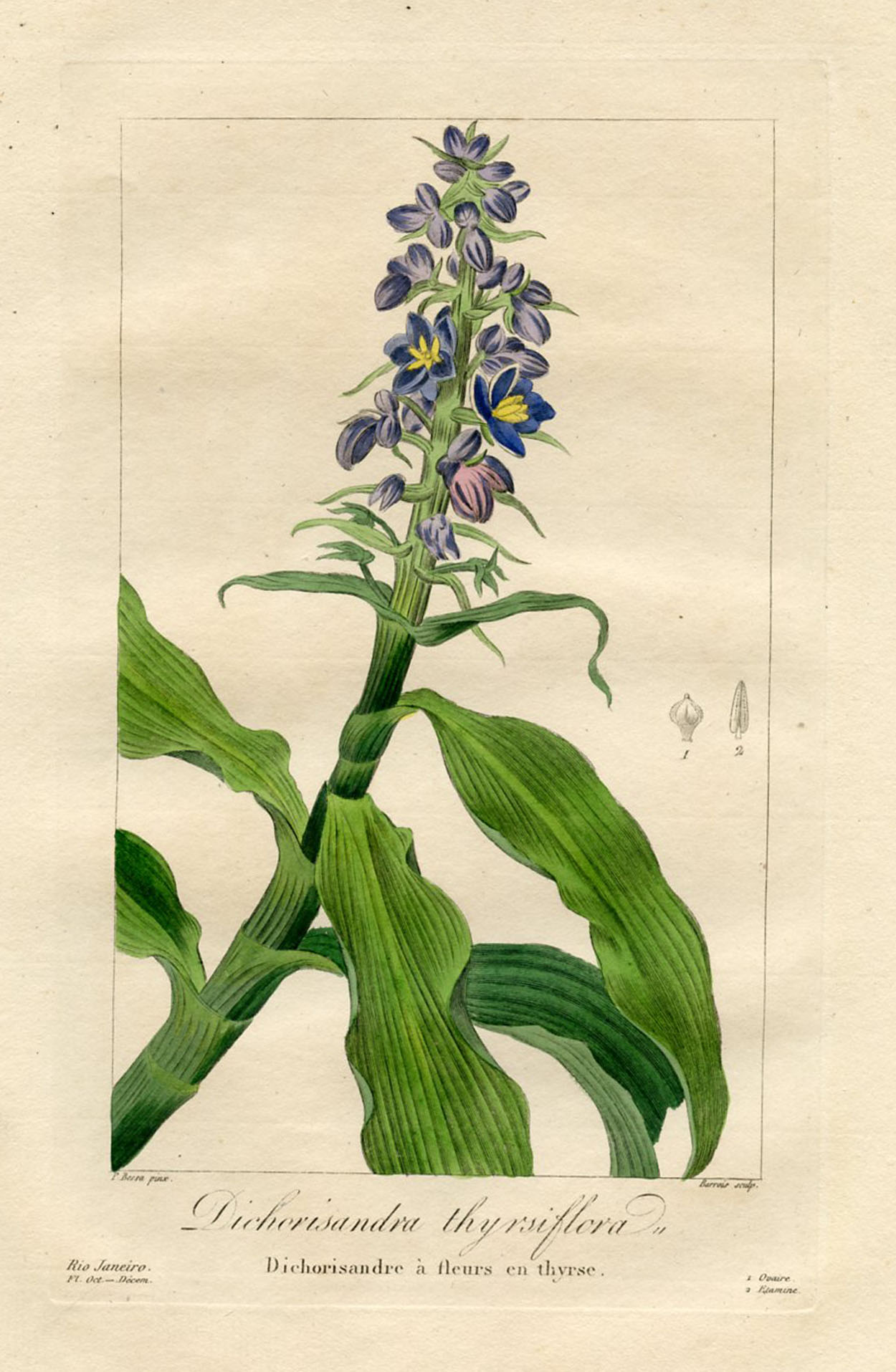 Blue Ginger, 19th-C. French Botanical~P77677429