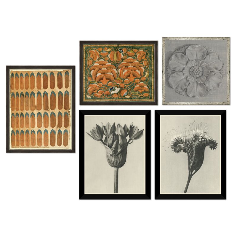 The Naturalist, Gallery Set of 5