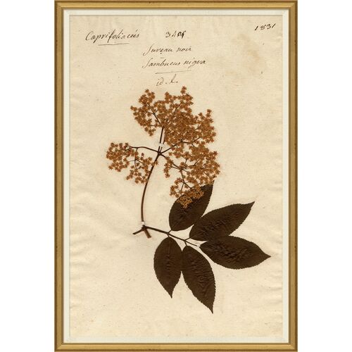 Herbarium 9~P111123966