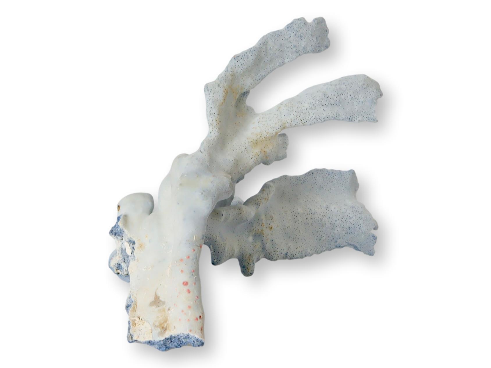Natural Blue Coral Specimen~P77672022