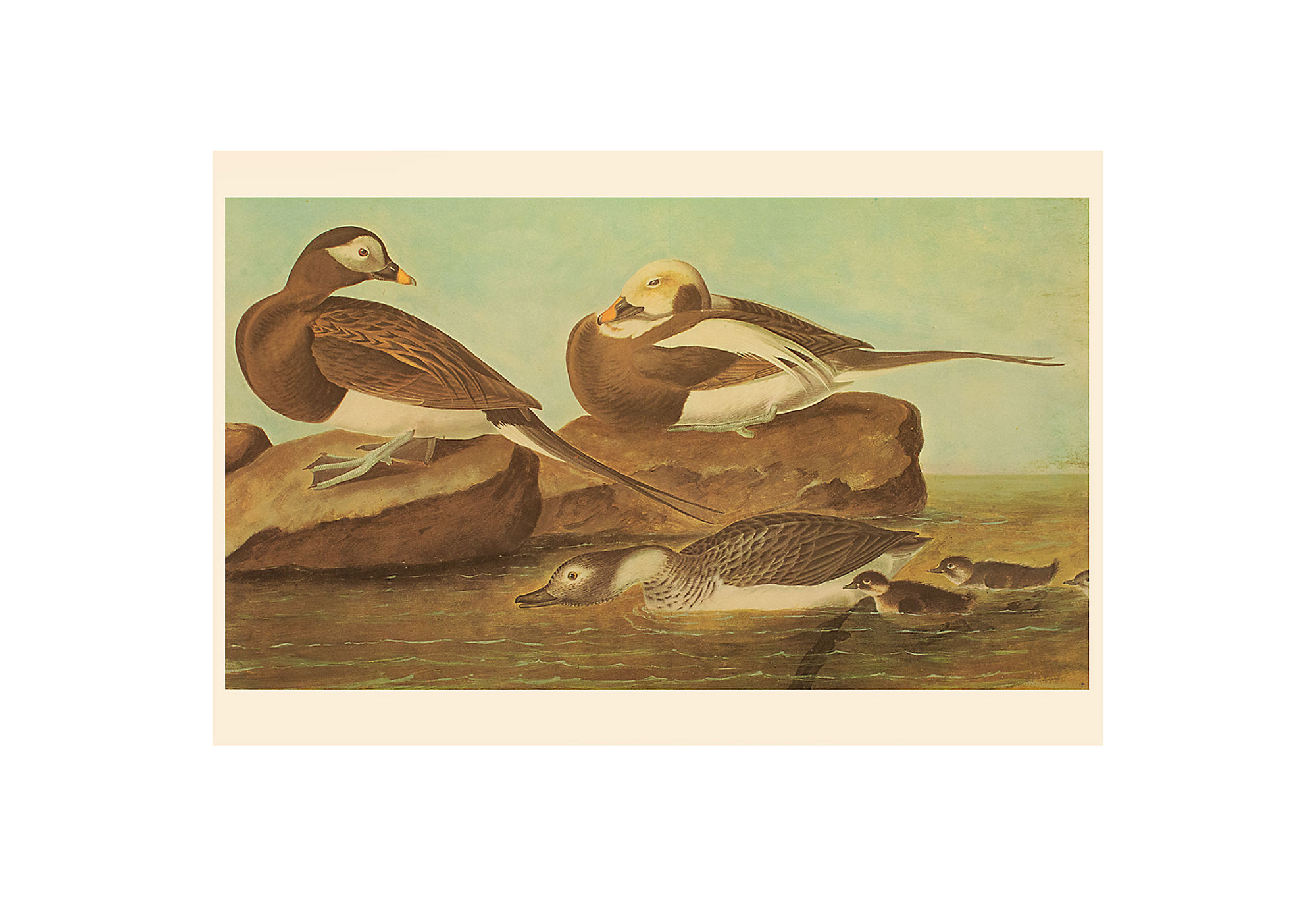 1966 John J. Audubon, Long-Tailed Ducks~P77593414