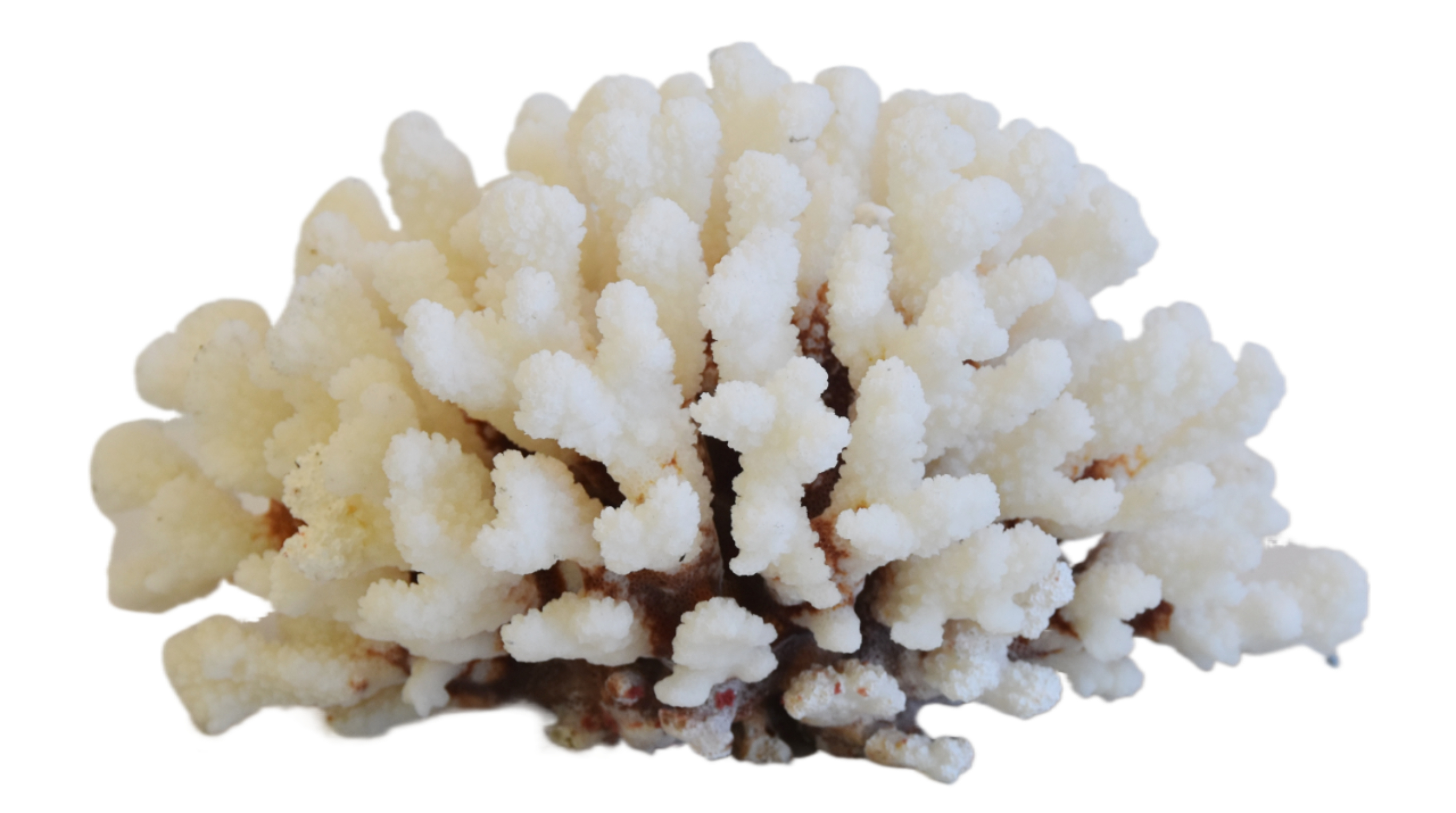 Coastal Nautical Cream Coral Specimen~P77668460