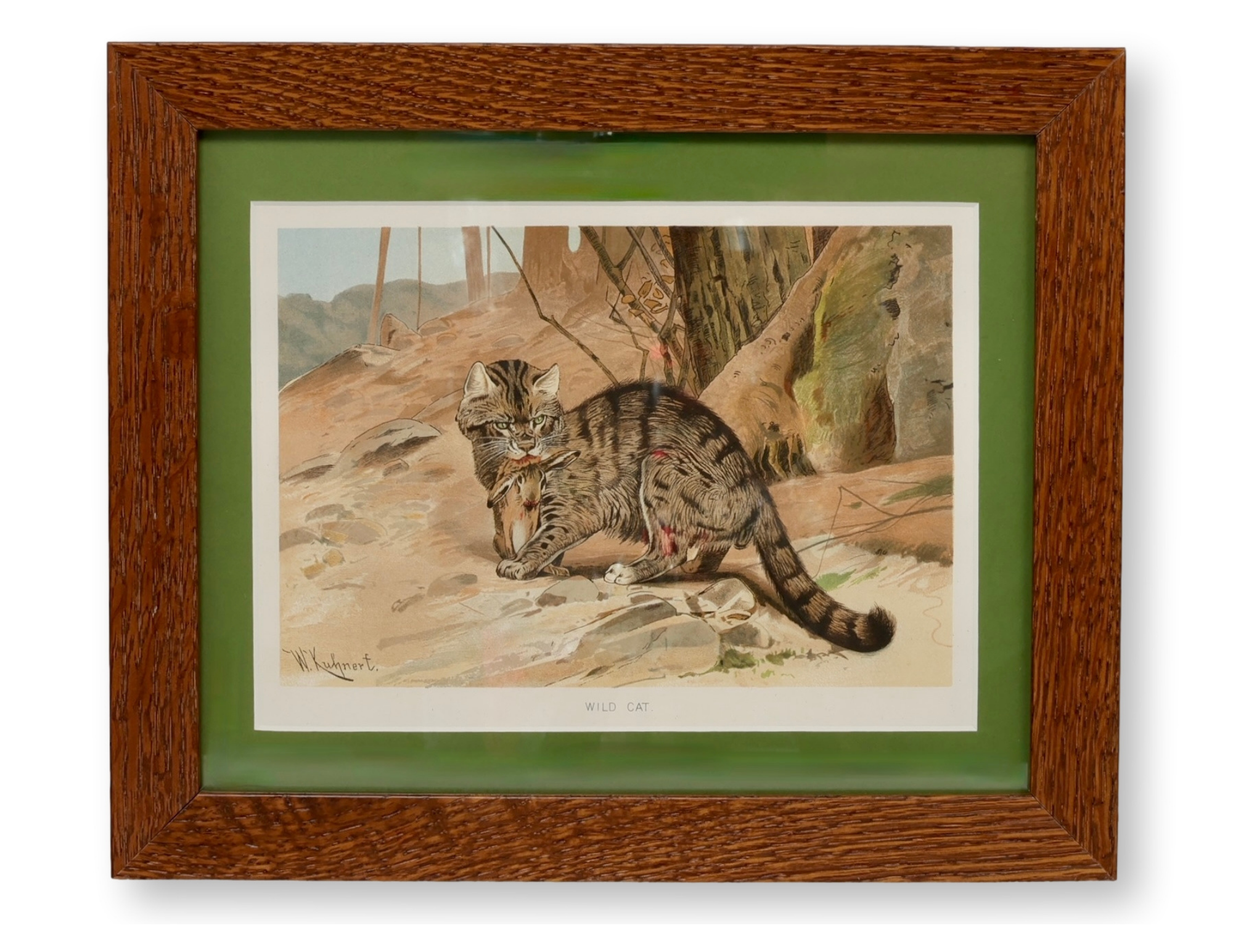 Antique Chromolithograph of Wildcat~P77740653