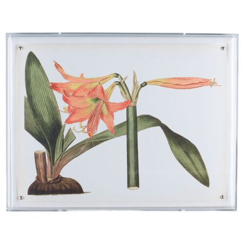 Amaryllis IV Print, 20" x 26"