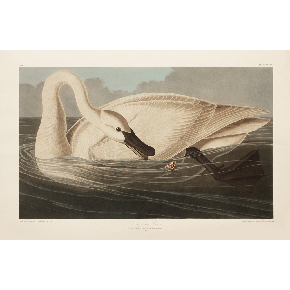 1990s Trumpeter Swan by Audubon~P77597659