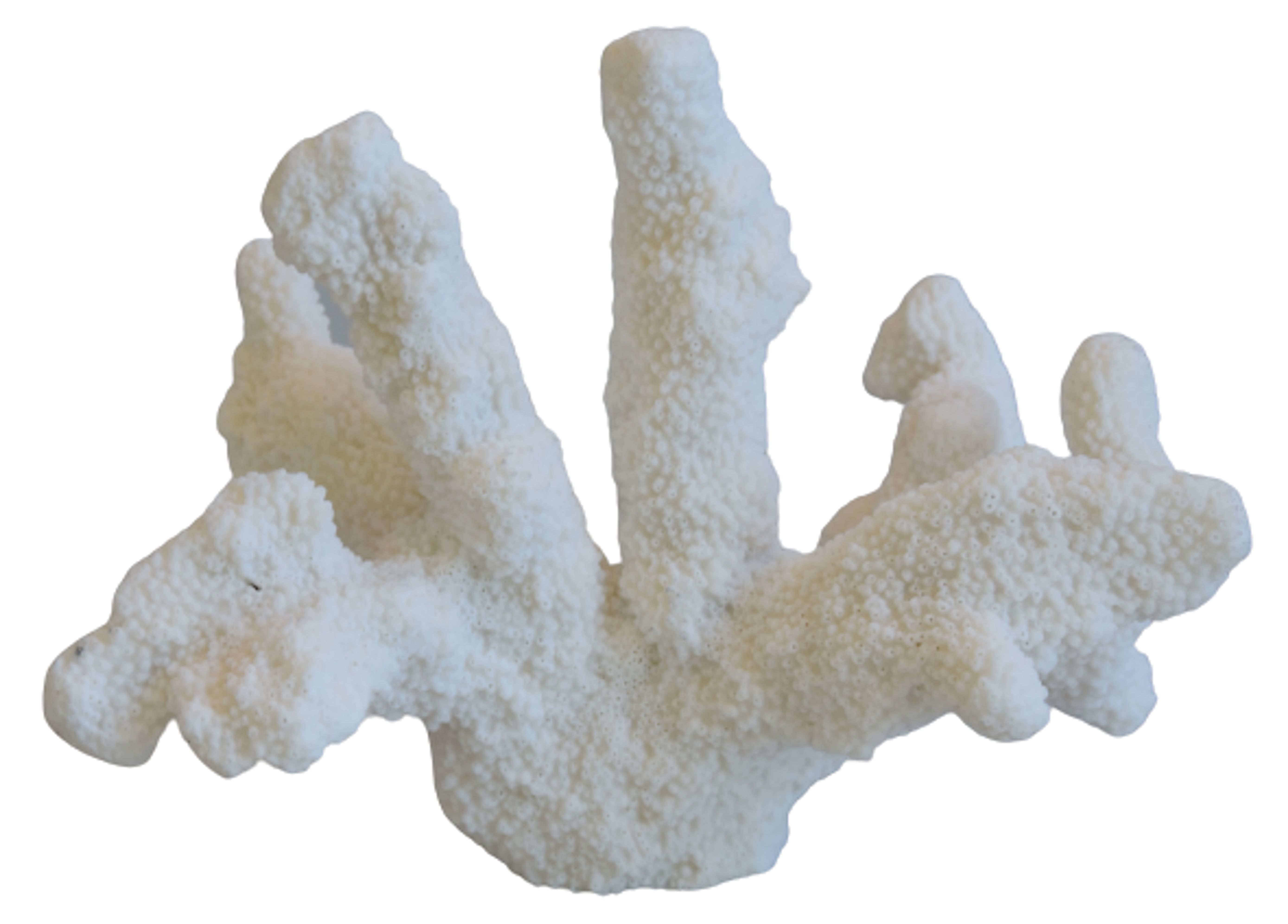 Nautical Natural White Coral Specimen~P77645132