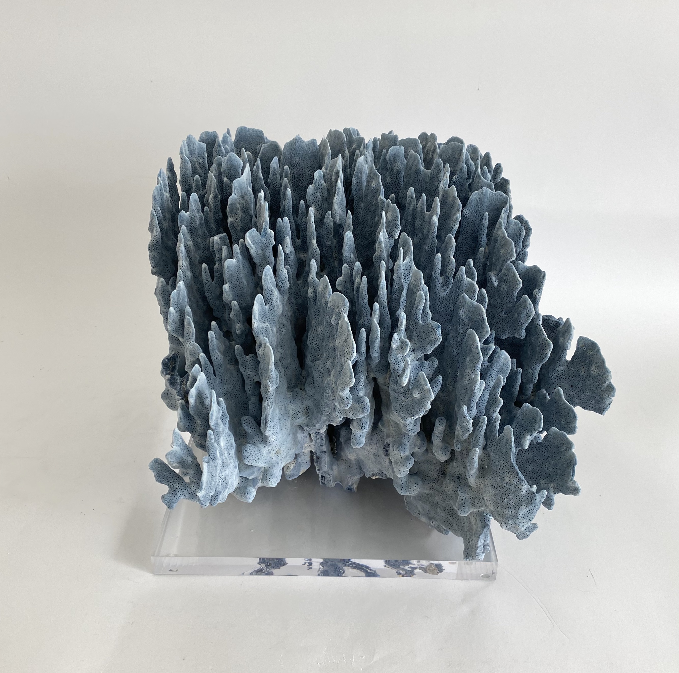 Natural Blue Coral on Acrylic Base~P77668440