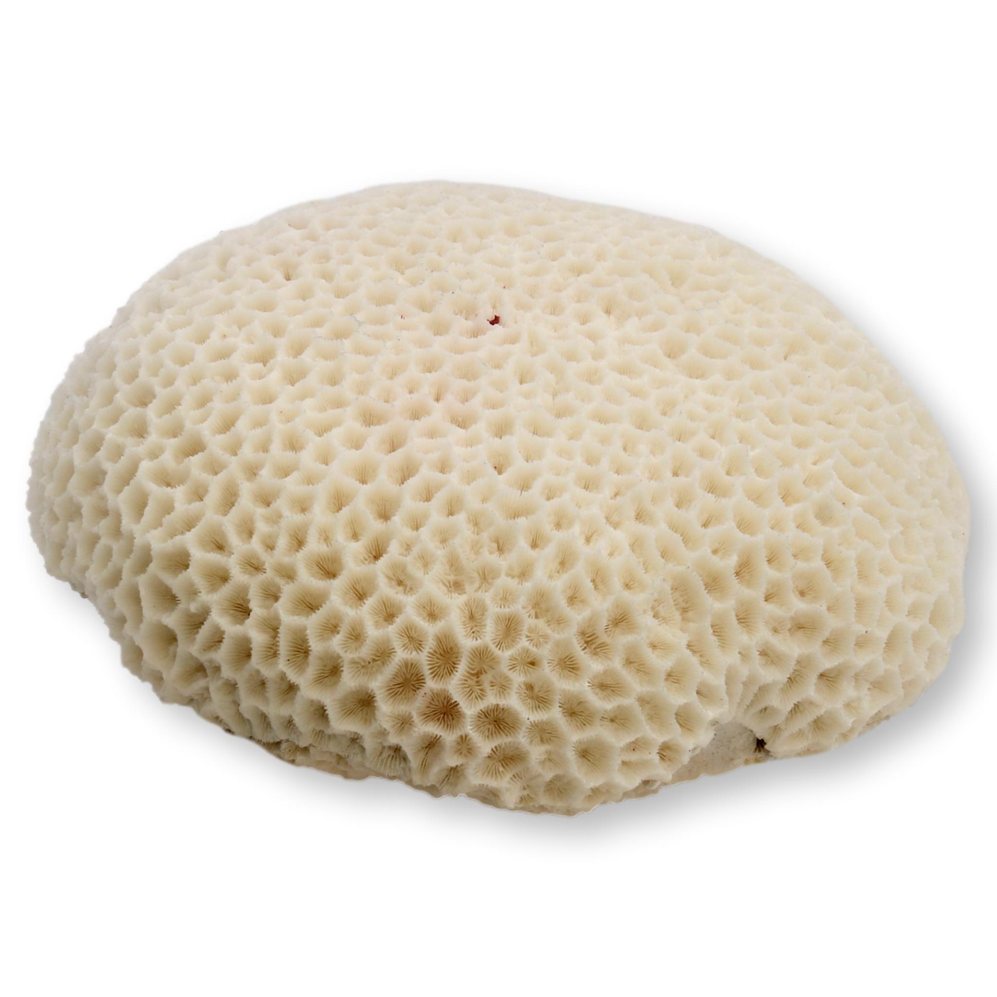 Large Brain Coral Speciman~P77633596