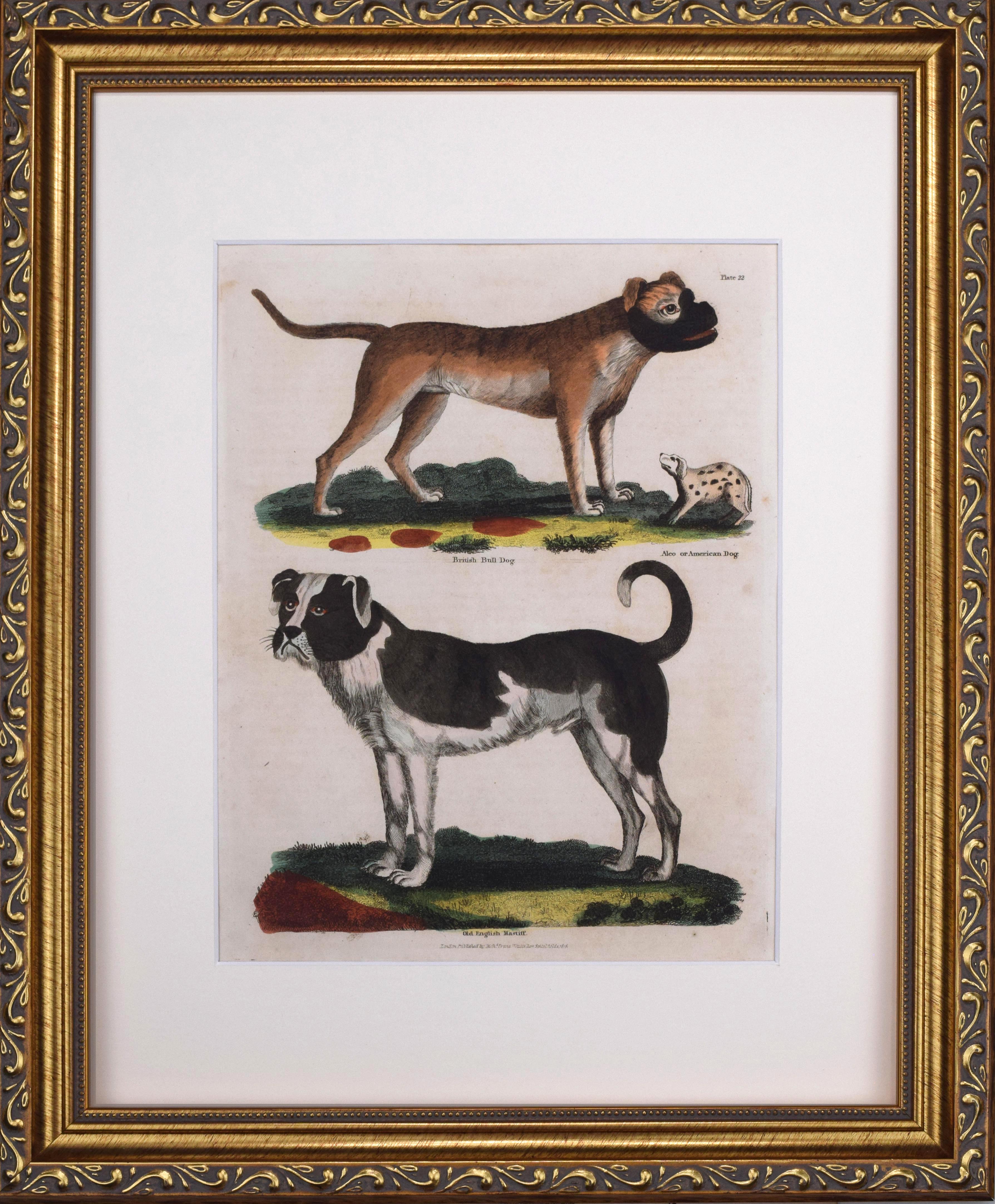 19th C Mastiff and Bull Dog Engraving~P77703552