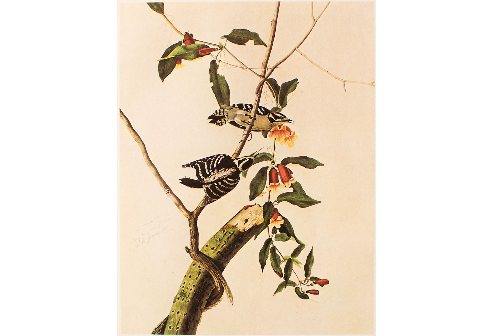 1966 Audubon, Downy Woodpecker~P77586889