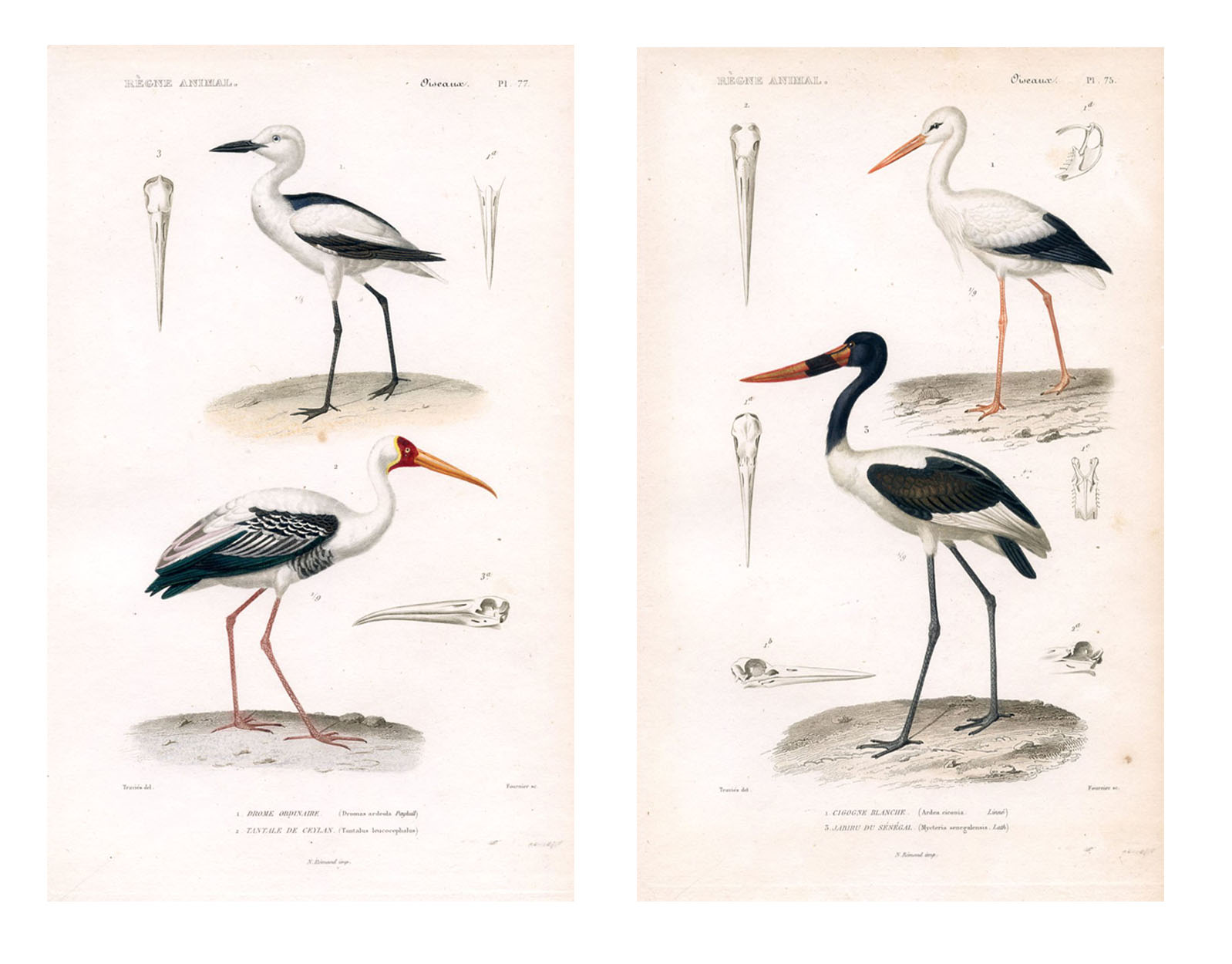 19th-C. Stork Engravings by Travies, S/2~P77655125