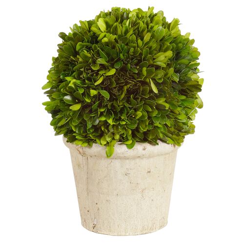 12" Boxwood Ball in Planter, Dried~P76036773