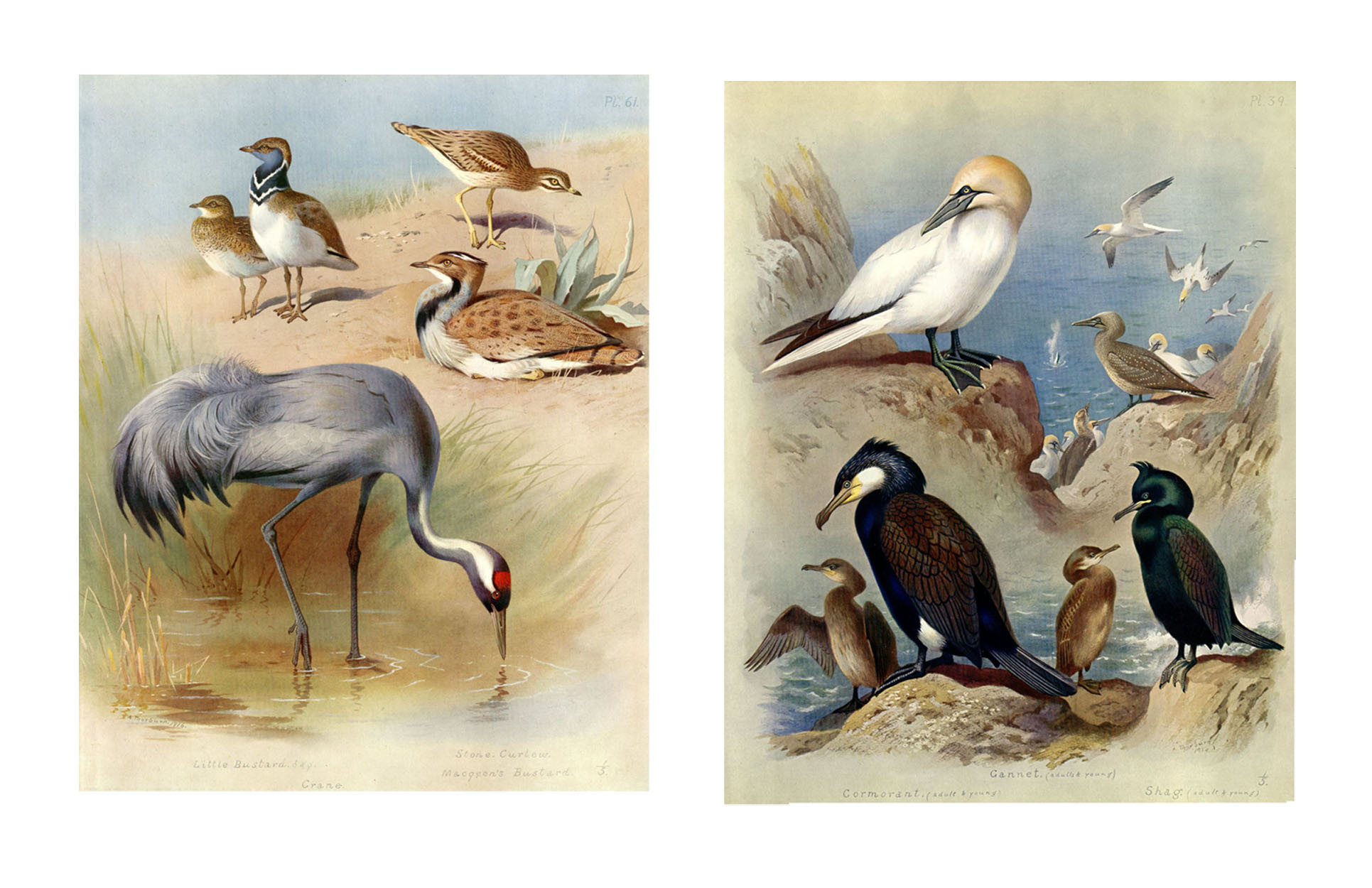 Shorebirds by Thorburn, 1916, Pair~P77645063