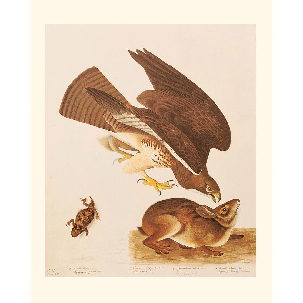 1966 Audubon, Hawk, Hare and Agarma~P77591183