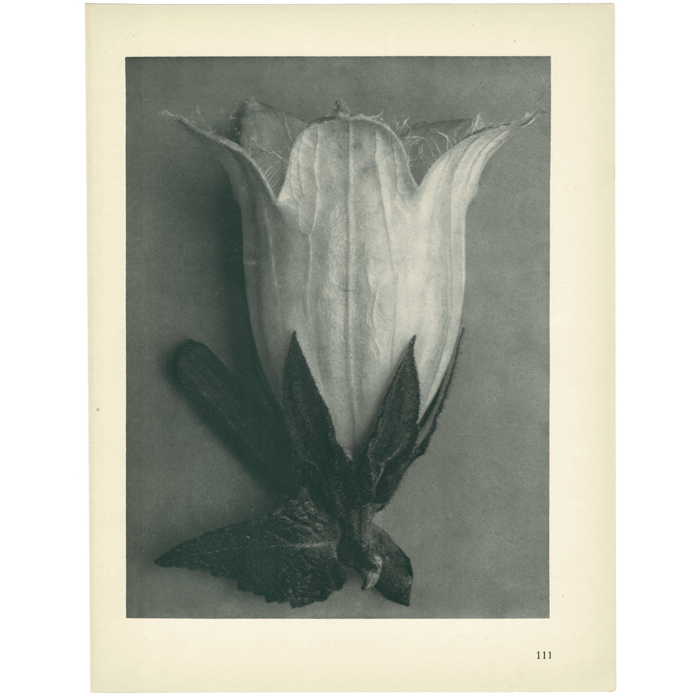 1928 Karl Blossfeldt, Bell Flower~P77579593
