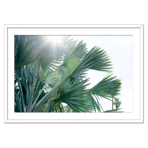 Christine Flynn, Palms Photograph