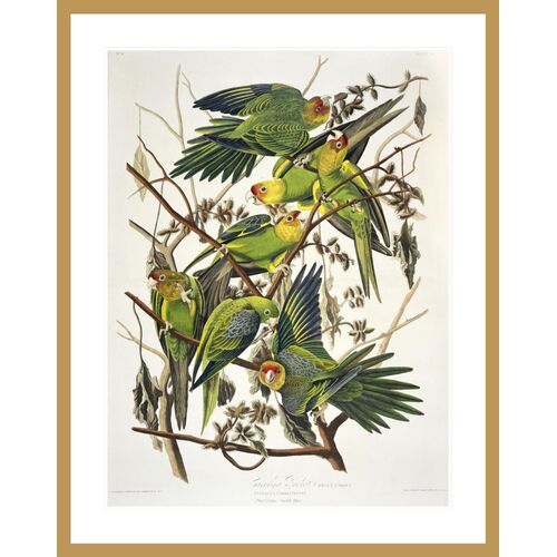Carolina Parakeet from 'Birds of America' by John James Audubon Framed Print Carolina Parakeet from 'Birds of America' by John James Audubon Framed Print