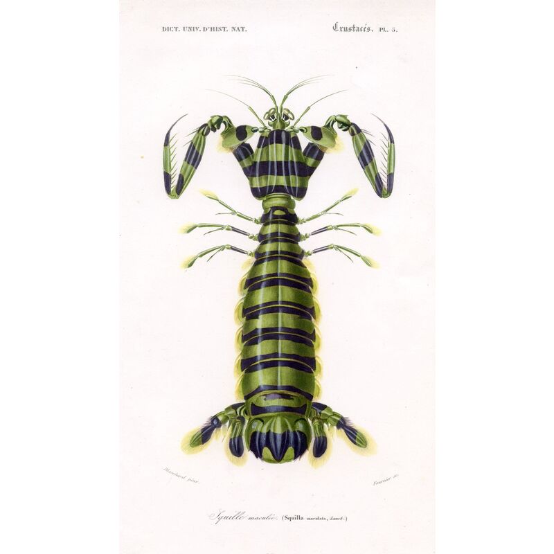 Squat Lobster Lithograph, 1849