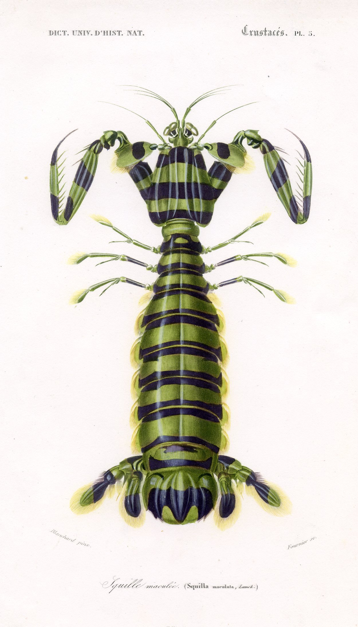 Squat Lobster Lithograph, 1849~P77548892