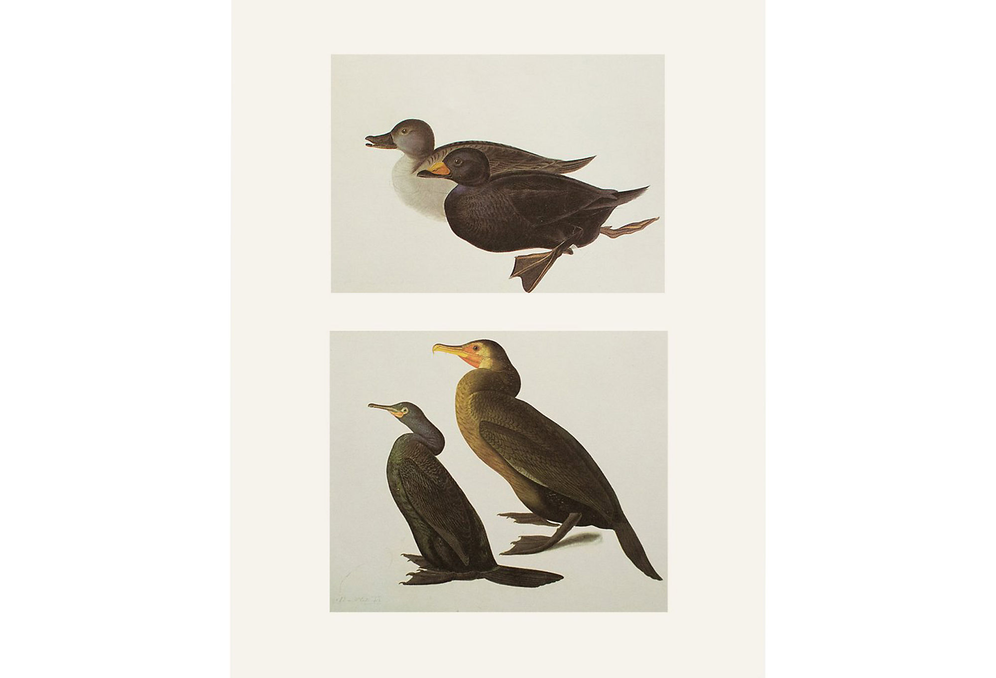 Audubon, Common Scoter and Cormorant~P77571548