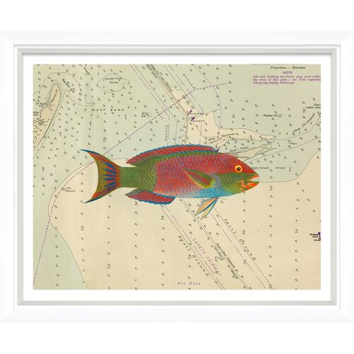 Vibrant Fish