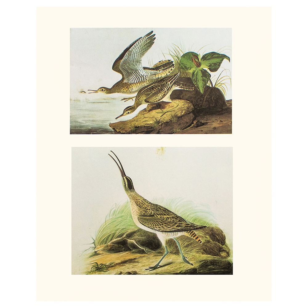 1966 Audubon, Sandpiper & Curlew~P77551214
