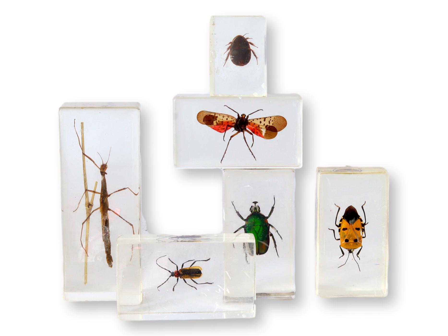 Entomology "Bugs" Science Specimens~P77696150