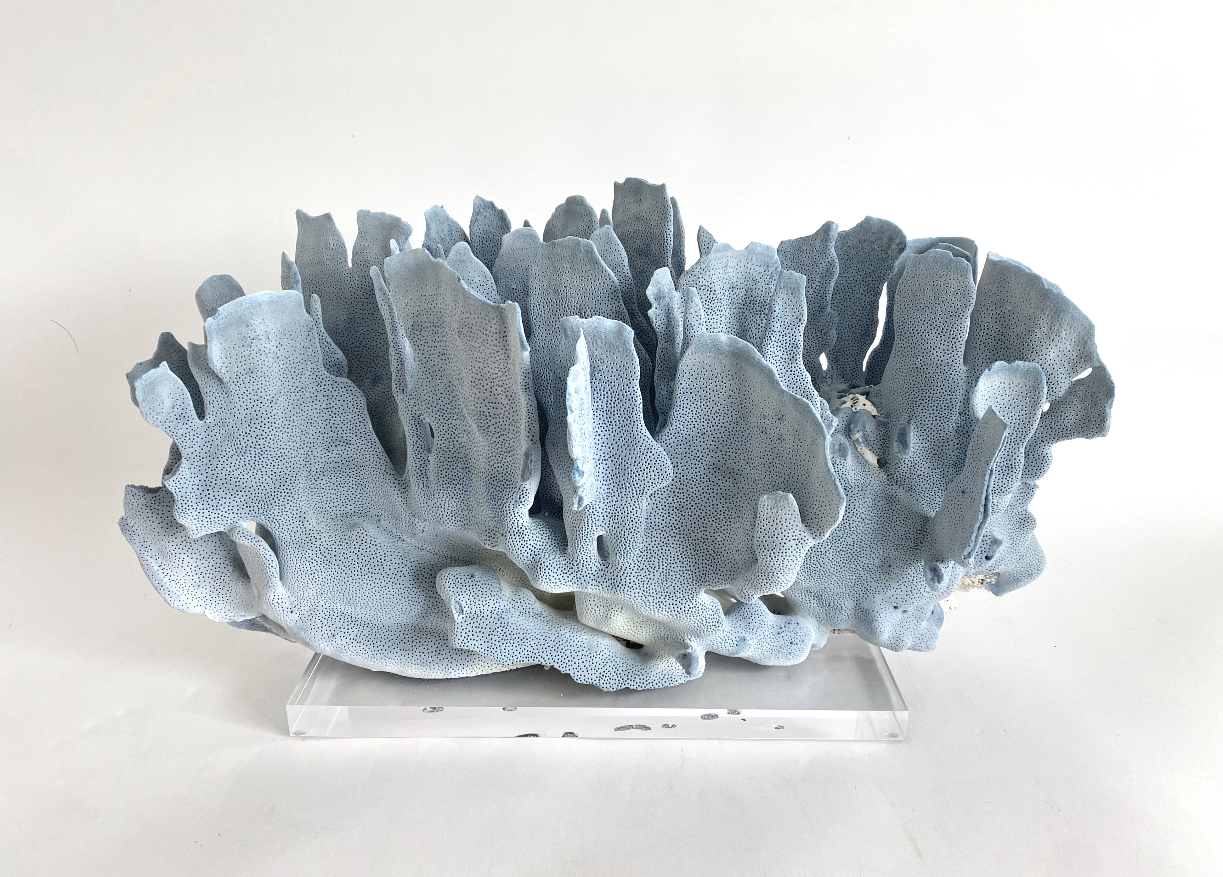 Natural Blue Coral on Acrylic Base~P77668439
