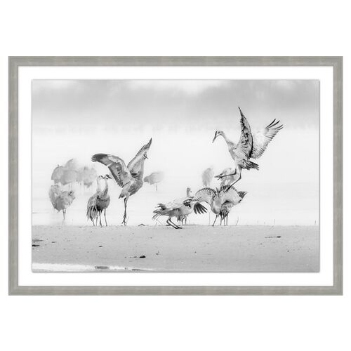 Sandhill Cranes In The Morning~P77484155
