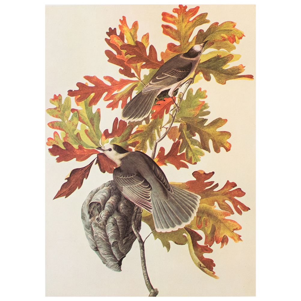 1966 Canada Jay by Audubon~P77586954