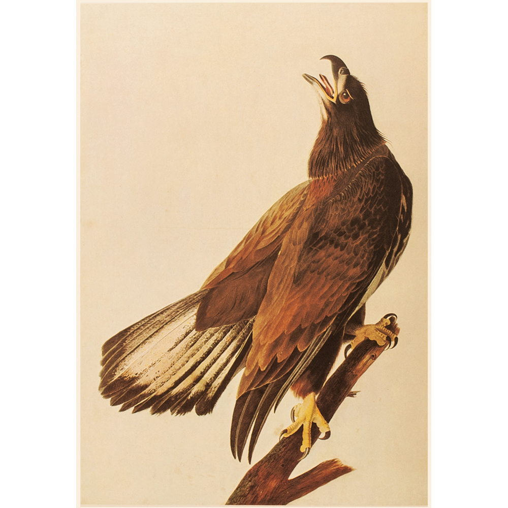 1966 Audubon, Bald Eagle~P77587130